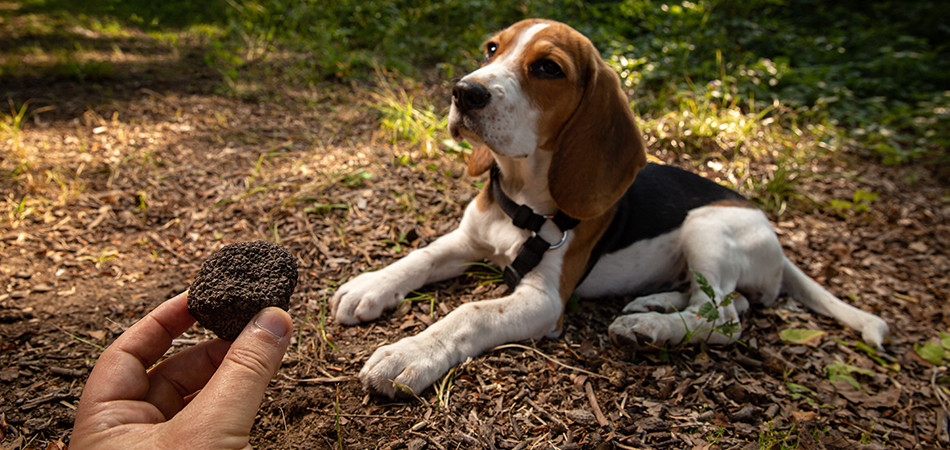 Truffle hunting - Alba