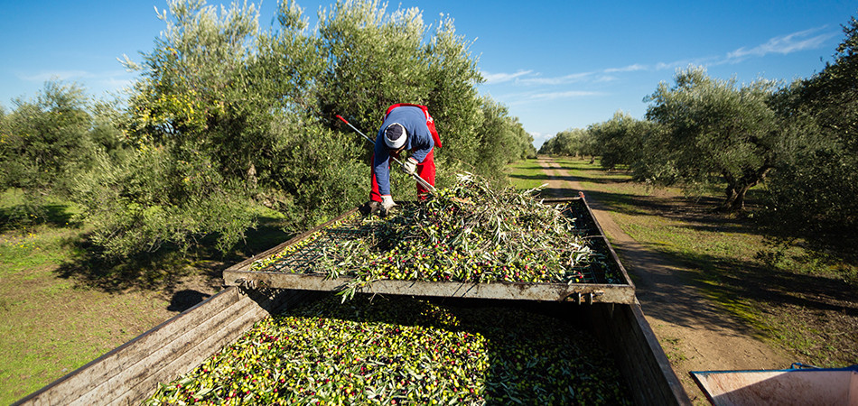 Ecofarms