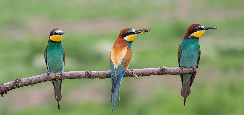 OBSERVACIÓN DE AVES 