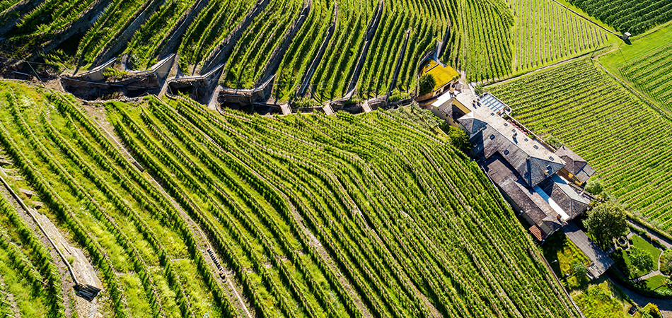 Wine tours - Langhe